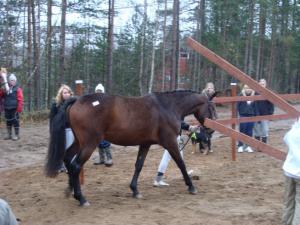 017 pienennetty